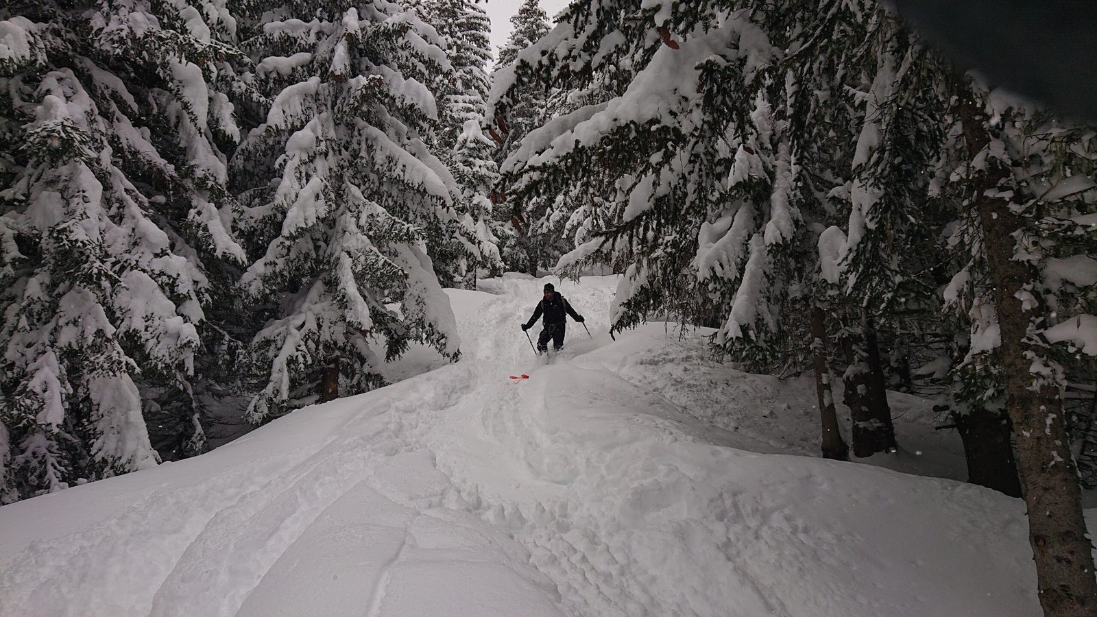 Ski Hors Piste dans la forêt